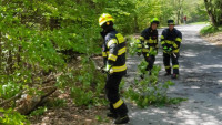 hasiči stromy2